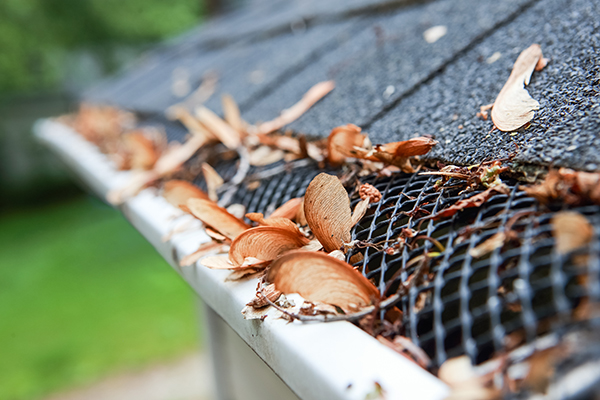 Plastic guard over gutter on a roof with seed pods stuck in the mesh