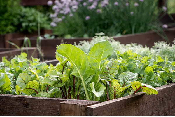 Plants in a garden