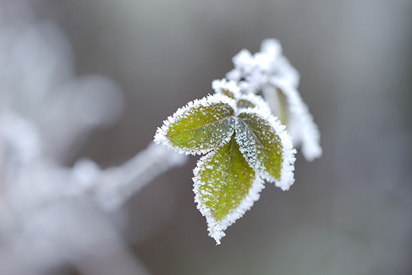 Frozen leaves of a plant in winter